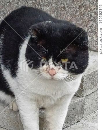 Charming and chubby cat playfully exploring the outdoors, with fluffy fur and a curious expression. Full of energy and joy, perfect for cat lovers who enjoy watching playful, happy moments! Charming and chubby cat playfully exploring the outdoors, with fluffy fur and a curious expression. Full of energy and joy, perfect for cat lovers who enjoy watching playful, happy moments! 140502543