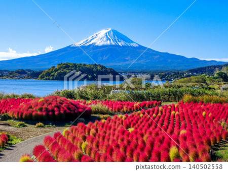 秋色的地膚草和富士山 140502558