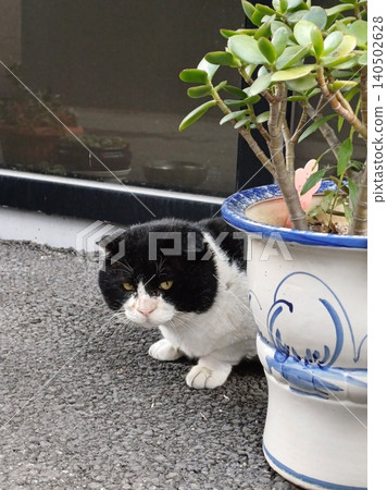 Charming and chubby cat playfully exploring the outdoors, with fluffy fur and a curious expression. Full of energy and joy, perfect for cat lovers who enjoy watching playful, happy moments! Charming and chubby cat playfully exploring the outdoors, with fluffy fur and a curious expression. Full of energy and joy, perfect for cat lovers who enjoy watching playful, happy moments! 140502628