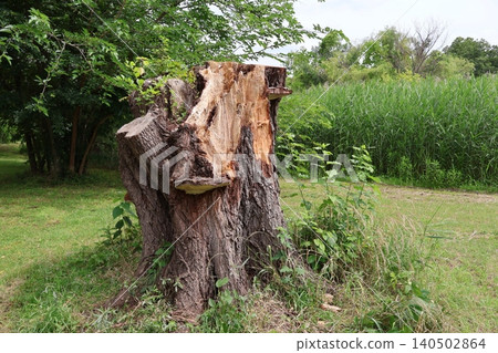 Tree broken by typhoon Tree broken by typhoon 140502864