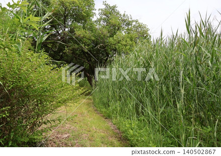 Landscape with reeds Landscape with reeds 140502867