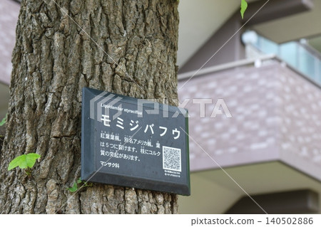 A sign for a sweetgum tree attached to the trunk. 140502886