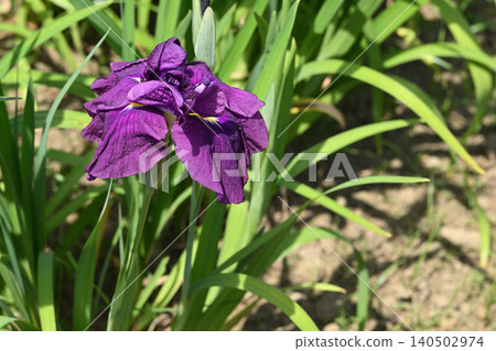 Sea of Japan and Iris Sea of Japan and Iris 140502974
