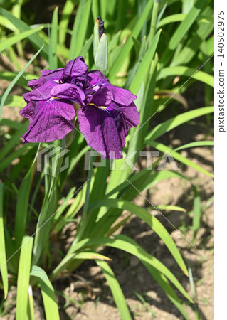 Sea of Japan and Iris Sea of Japan and Iris 140502975