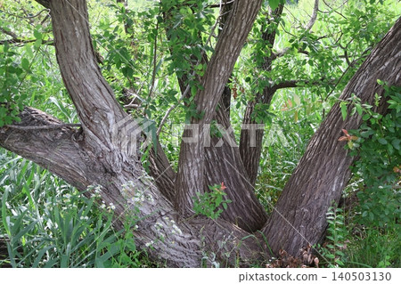 The trunk of a weeping willow The trunk of a weeping willow 140503130