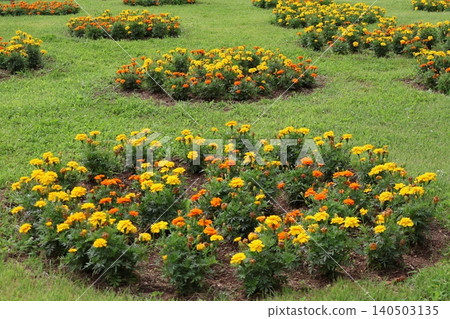 花壇長滿了萬壽菊 花壇長滿了萬壽菊 140503135