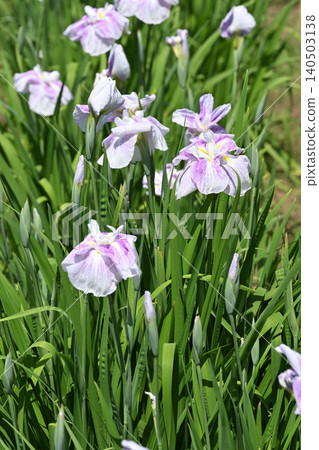Iris Iris 140503138