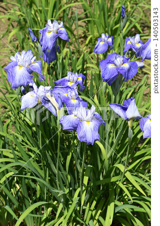 The Master of Colors: Iris The Master of Colors: Iris 140503143