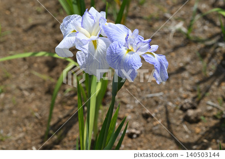 Blue water iris and Japanese iris Blue water iris and Japanese iris 140503144