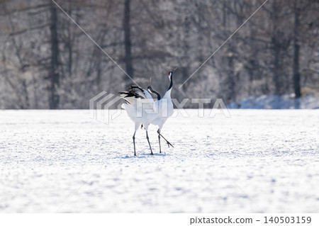 Red-crowned cranes calling out to each other in the snowy village of Tsurui. 140503159