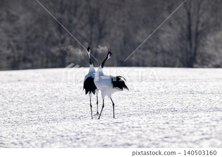 在白雪皚皚的鶴井村,丹頂鶴互相鳴叫。 在白雪皚皚的鶴井村,丹頂鶴互相鳴叫。 140503160