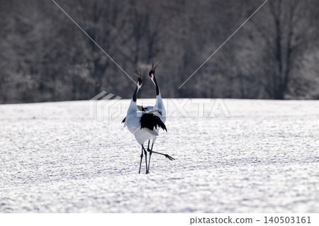 在白雪皚皚的鶴井村,丹頂鶴互相鳴叫。 在白雪皚皚的鶴井村,丹頂鶴互相鳴叫。 140503161