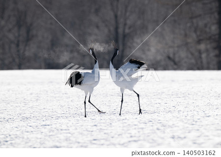 在白雪皚皚的鶴井村,丹頂鶴互相鳴叫。 在白雪皚皚的鶴井村,丹頂鶴互相鳴叫。 140503162