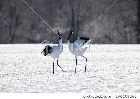 Red-crowned cranes calling out to each other in the snowy village of Tsurui. Red-crowned cranes calling out to each other in the snowy village of Tsurui. 140503163