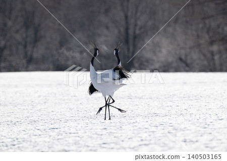 Red-crowned cranes calling out to each other in the snowy village of Tsurui. Red-crowned cranes calling out to each other in the snowy village of Tsurui. 140503165