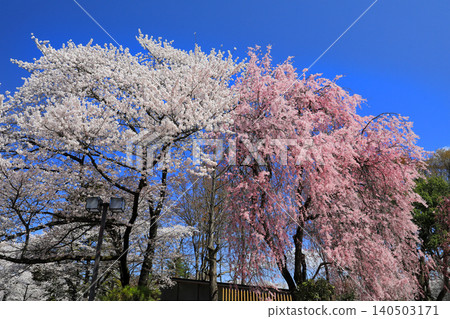 Cherry blossoms in Yamagata Prefecture... Kajo Park 140503171