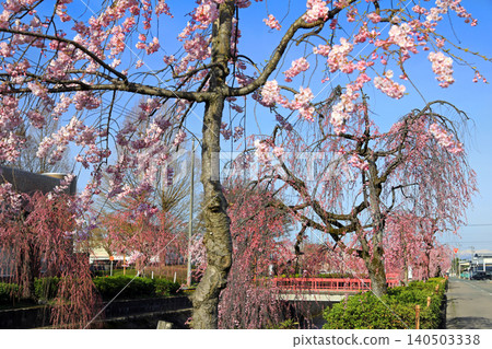 Cherry blossoms in Yamagata Prefecture... Weeping cherry trees along the Kuratsu River 140503338