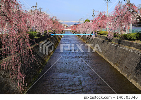 Cherry blossoms in Yamagata Prefecture... Weeping cherry trees along the Kuratsu River Cherry blossoms in Yamagata Prefecture... Weeping cherry trees along the Kuratsu River 140503340