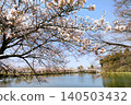 山形縣的櫻花…堂前公園 140503432