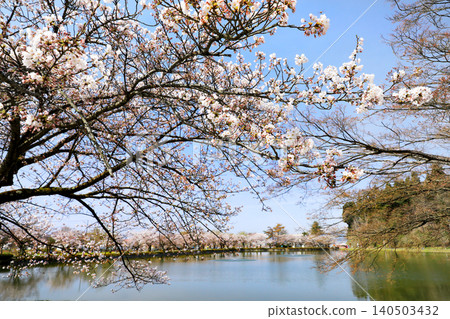 山形縣的櫻花…堂前公園 山形縣的櫻花…堂前公園 140503432