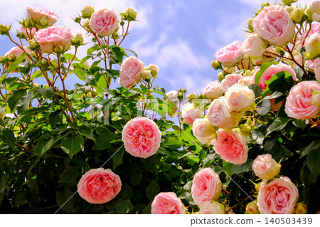 Rose shining in the blue sky Rose shining in the blue sky 140503439