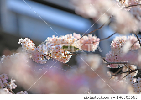 Sakura and wild bird Sakura and wild bird 140503565