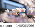 櫻花和野鳥 140503566