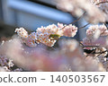 櫻花和野鳥 140503567