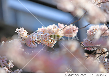 Sakura and wild bird 140503567
