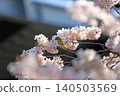 櫻花和野鳥 140503569
