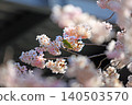 櫻花和野鳥 140503570