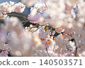 櫻花和野鳥 140503571