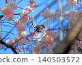 櫻花和野鳥 140503572