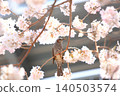 櫻花和野鳥 140503574