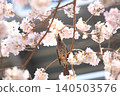 櫻花和野鳥 140503576