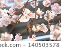 櫻花和野鳥 140503578