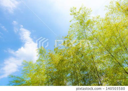 A stock photo of a bamboo forest stretching straight up into the blue sky. A stock photo of a bamboo forest stretching straight up into the blue sky. 140503580