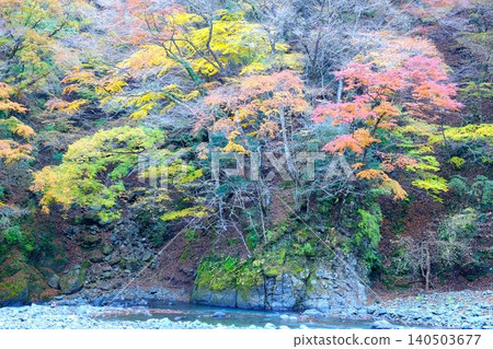 [Kanagawa Prefecture] The vibrant autumn leaves of Hayatogawa Valley 140503677