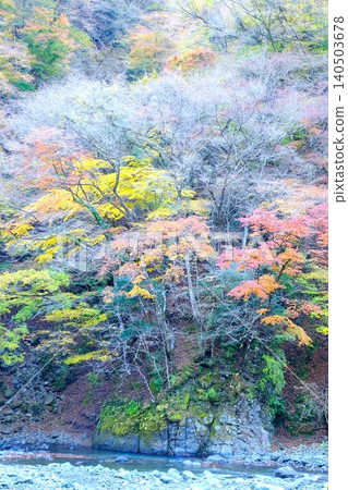 【神奈川縣】峽谷兩岸秋葉色彩斑斕 【神奈川縣】峽谷兩岸秋葉色彩斑斕 140503678