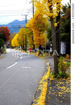 [Kanagawa Prefecture] Ginkgo trees with autumn leaves 140503680