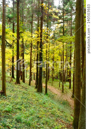 [Kanagawa Prefecture] Light filtering into the autumn forest 140503683