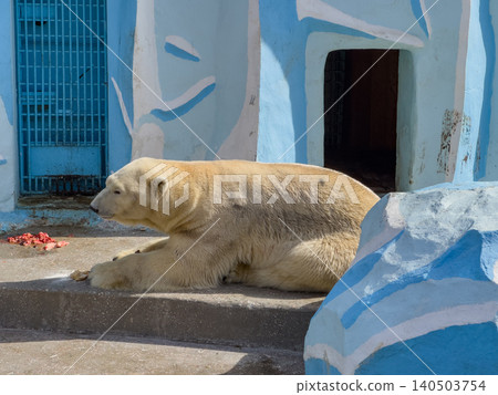A Polar Bear Relaxing in Its Habitat, Surrounded by Colorful Structures in a Zoo Environment on a Sunny Day A Polar Bear Relaxing in Its Habitat, Surrounded by Colorful Structures in a Zoo Environment on a Sunny Day 140503754