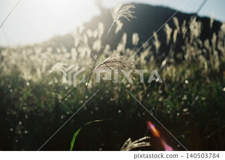 芒草 140503784