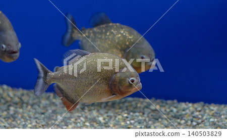 食人魚(三文魚的家和千歲水族館) 食人魚(三文魚的家和千歲水族館) 140503829