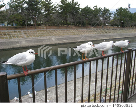 Four black-headed gulls on the fence (IV) Four black-headed gulls on the fence (IV) 140503831