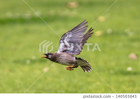 Starling in flight Starling in flight 140503843