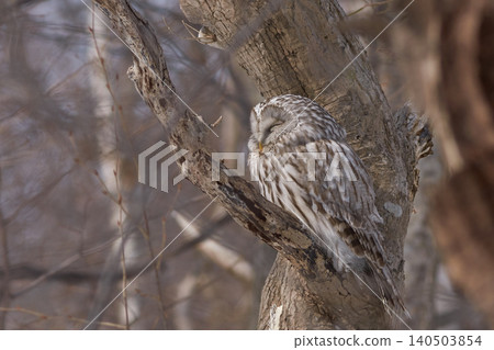 Ezo Owl Ezo Owl 140503854