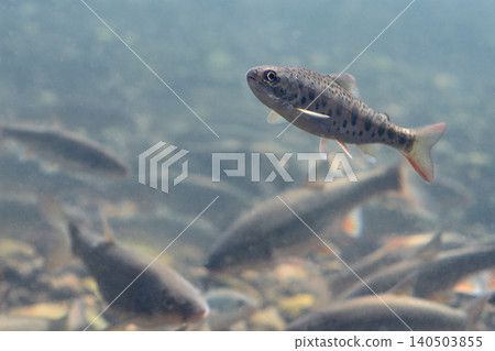A school of cherry salmon and dace (Chitose Salmon Hometown Museum, now Chitose Salmon Hometown Aquarium) 140503855