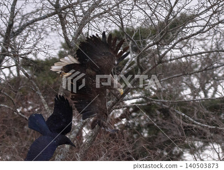 White-tailed Eagle and Bald Eagle White-tailed Eagle and Bald Eagle 140503873