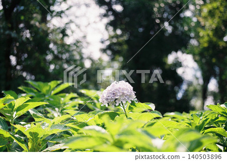  繡球 140503896
